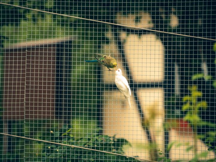 Zoo di Basilea
